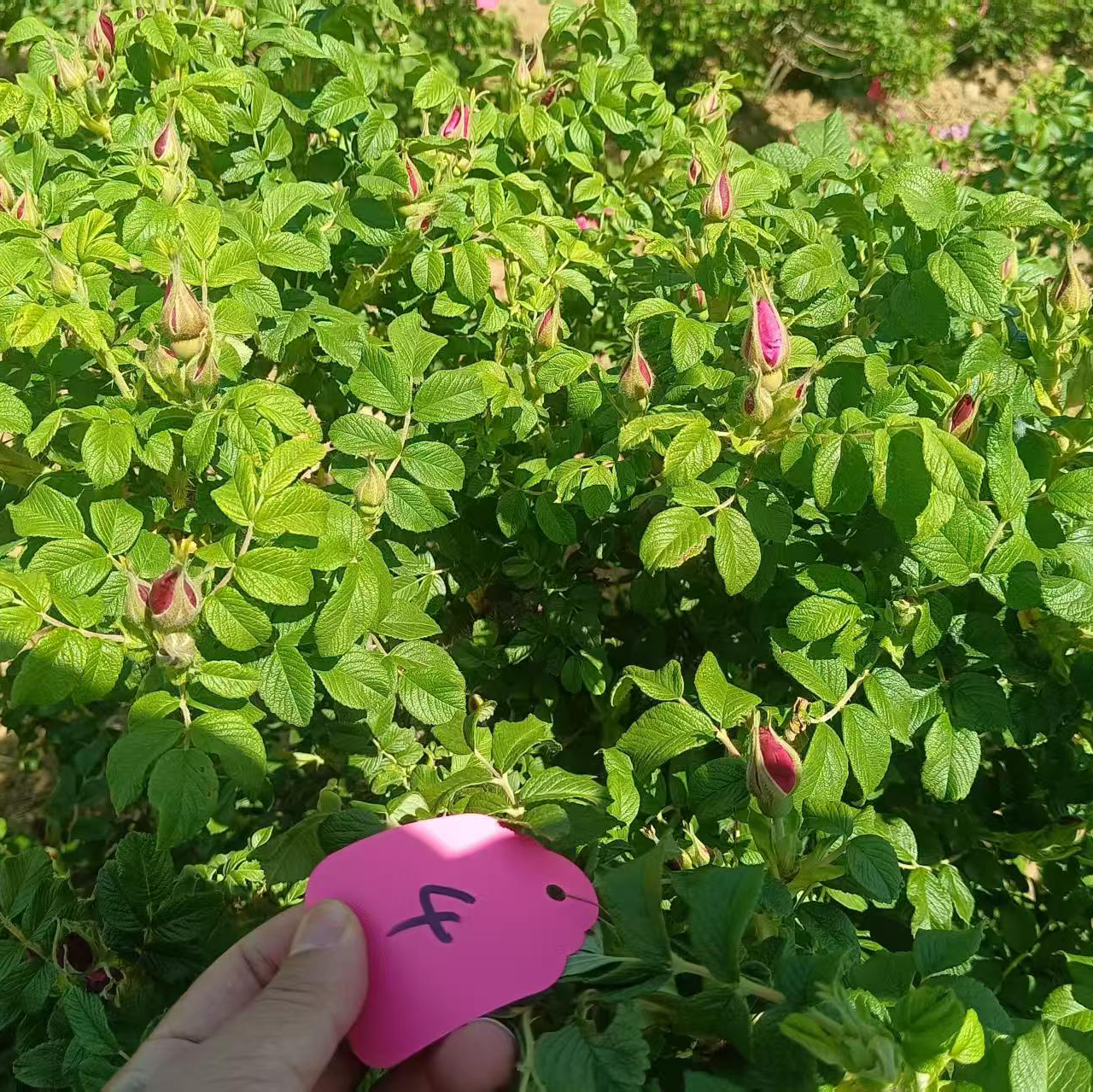 BEYB-H+BEYF-1混合使用促进玫瑰花花芽分化