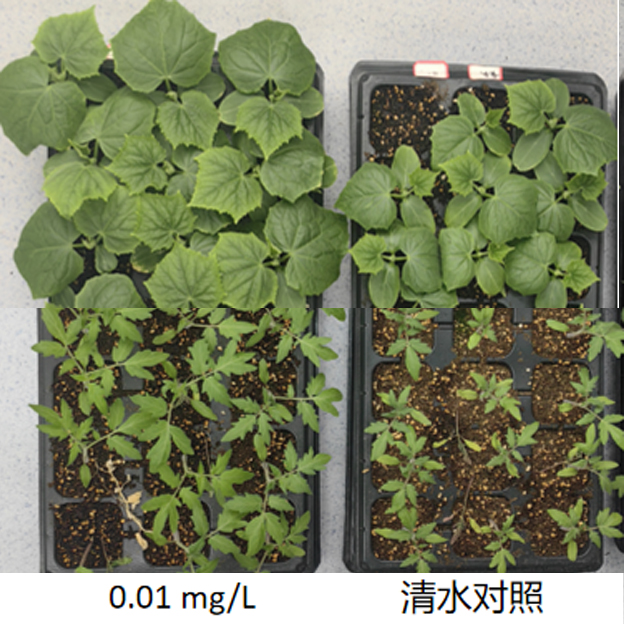 在黄瓜、番茄上促萌、促生、提高花芽分化效果显著