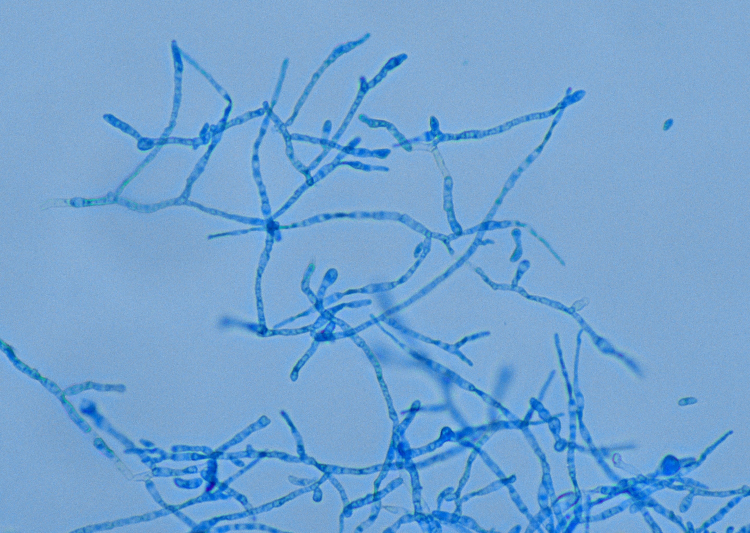 菌株显微形态展示