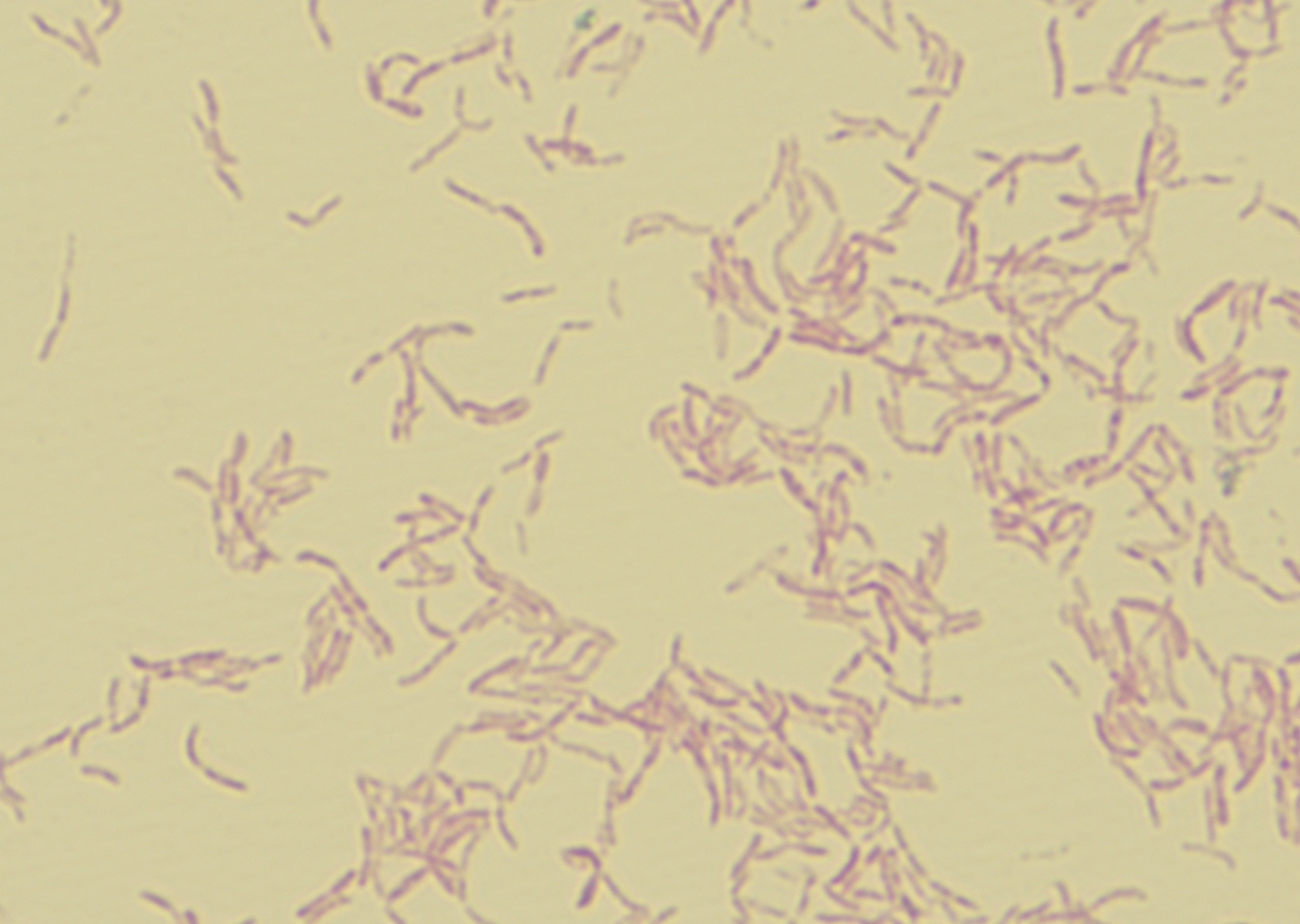 菌株显微形态展示