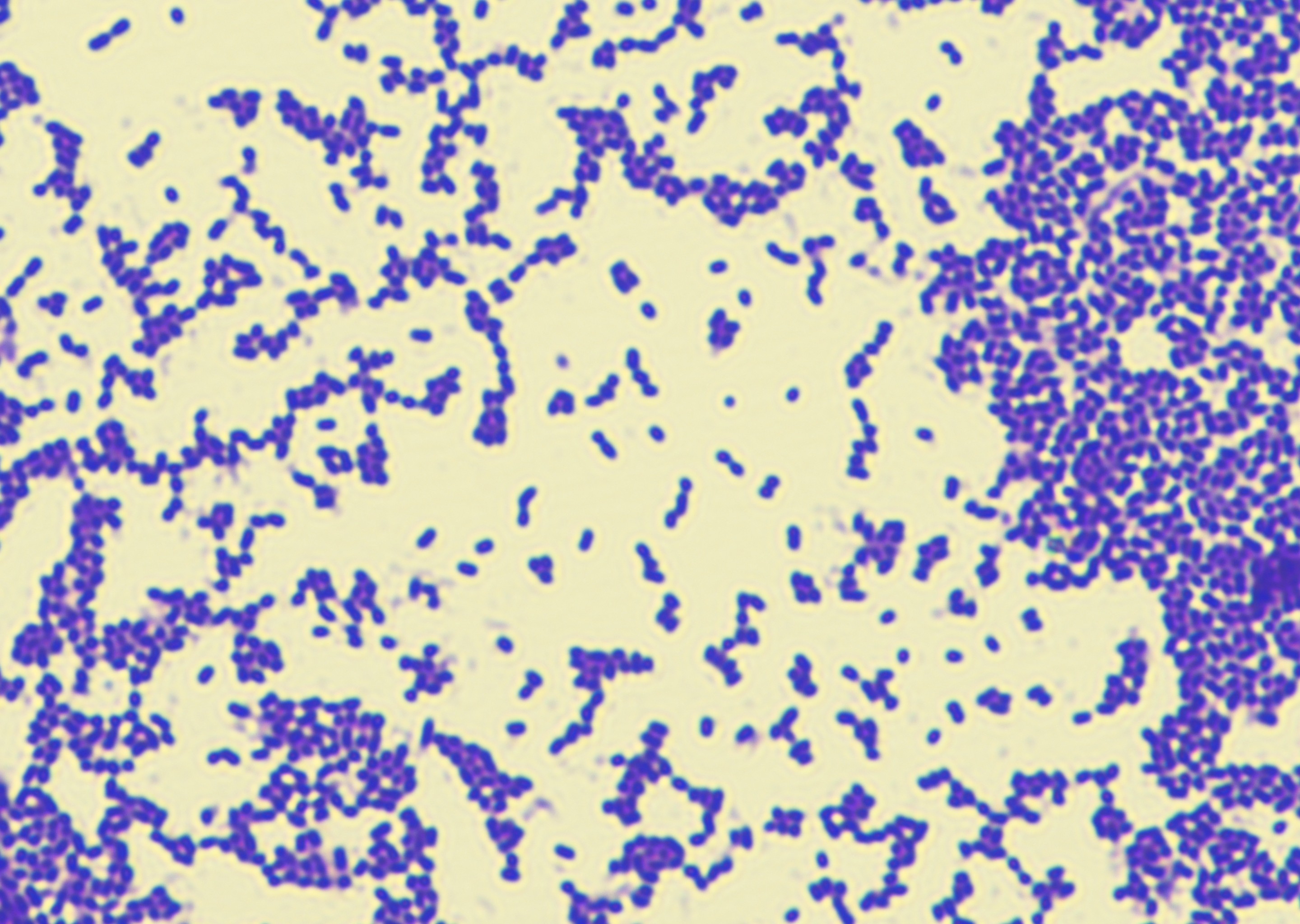 菌株显微形态展示