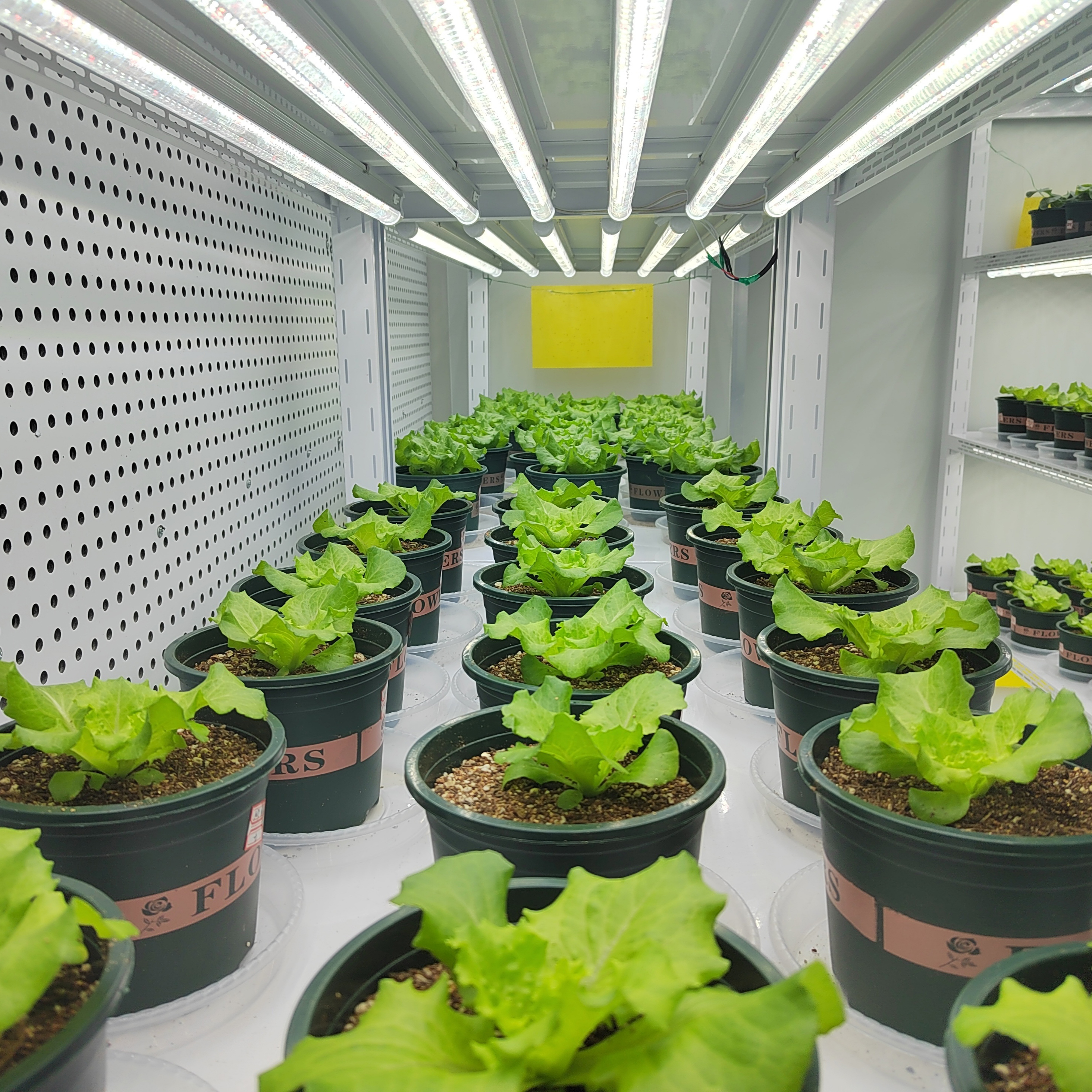 BEYF-1缓解生菜盐胁迫,抗逆促生