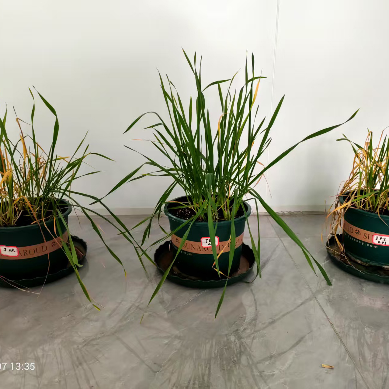 BYYB-H缓解小麦碱胁迫效果明显