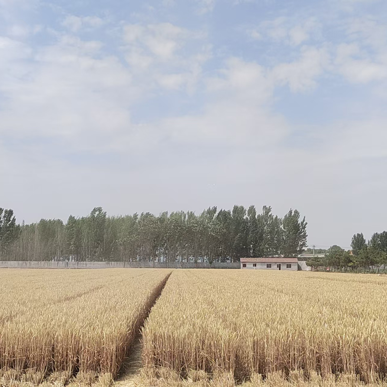 BEYB-H提高小麦抗干热风