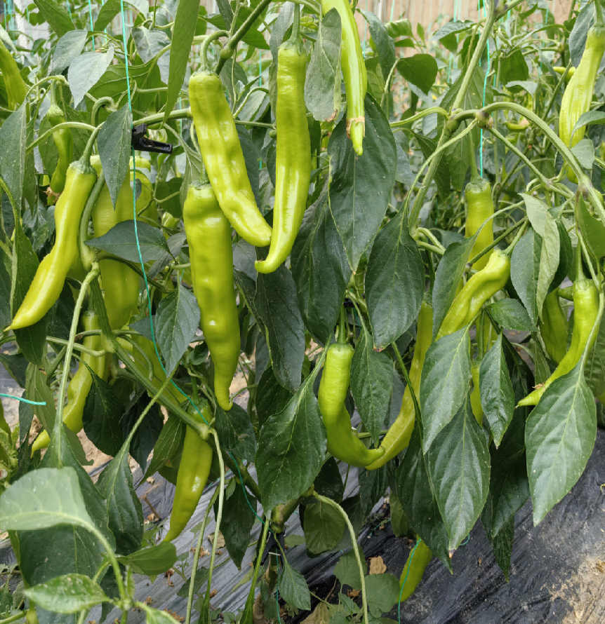 BEYB-H促进辣椒生长,降低日灼率