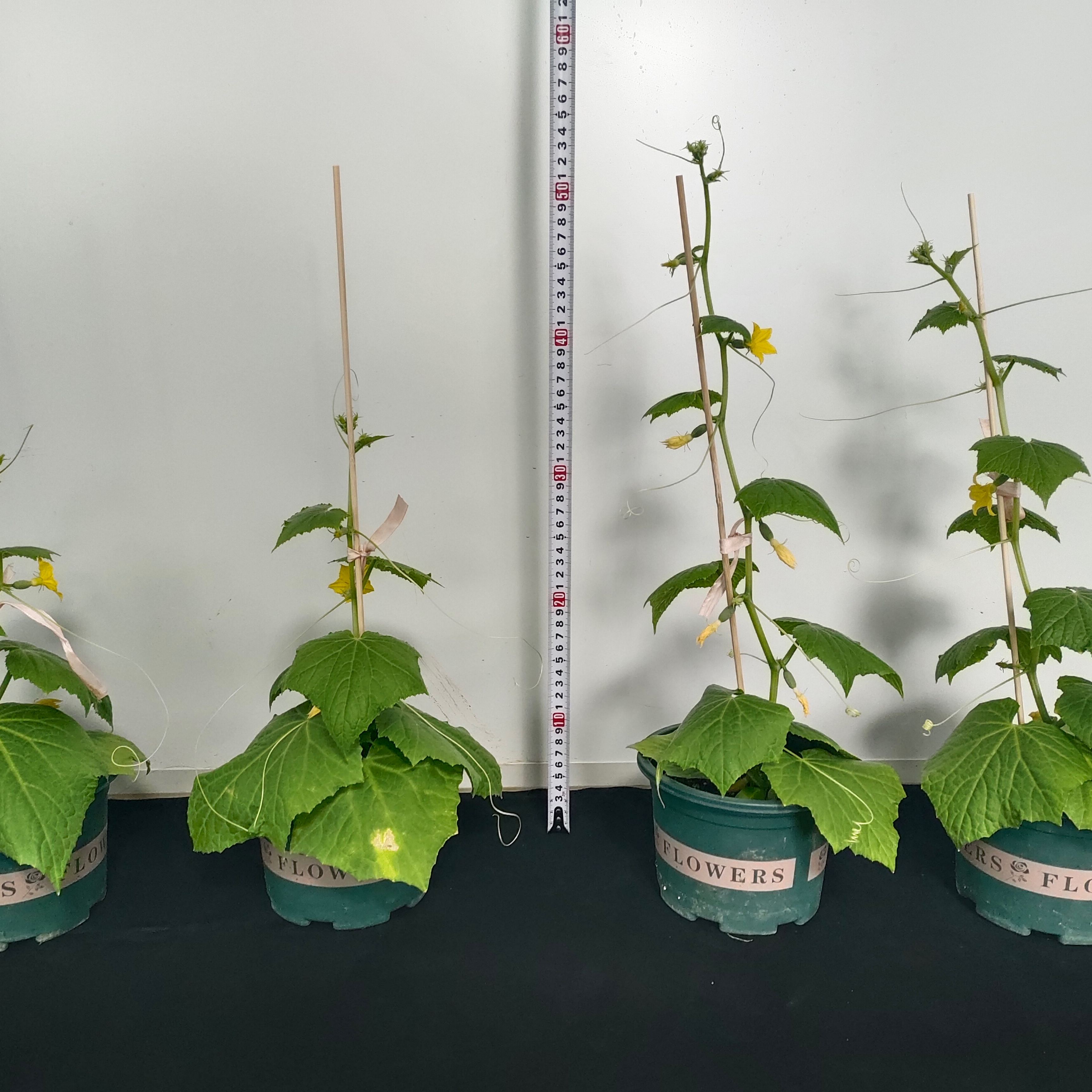 BEYF-1对于黄瓜株高的影响