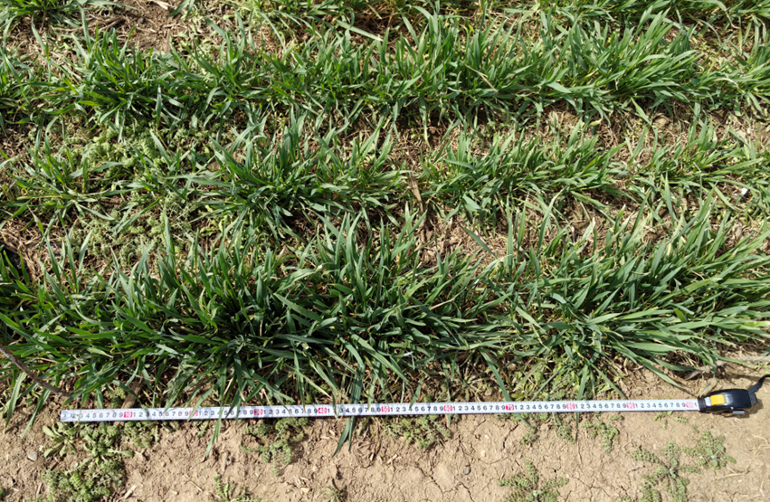 BEYB-H +BEYF-1 增加小麦分蘖数 增加小麦穗长