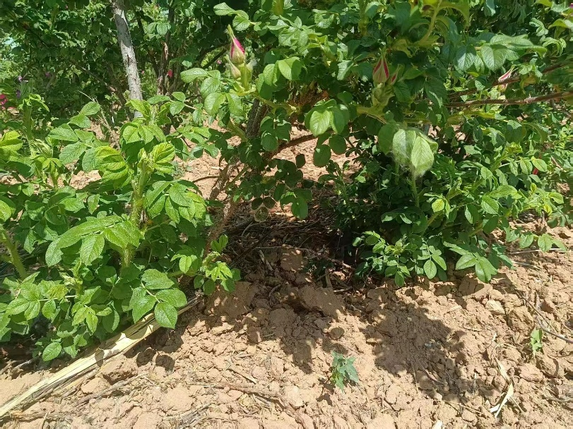 BEYB-H底部萌发新枝更多