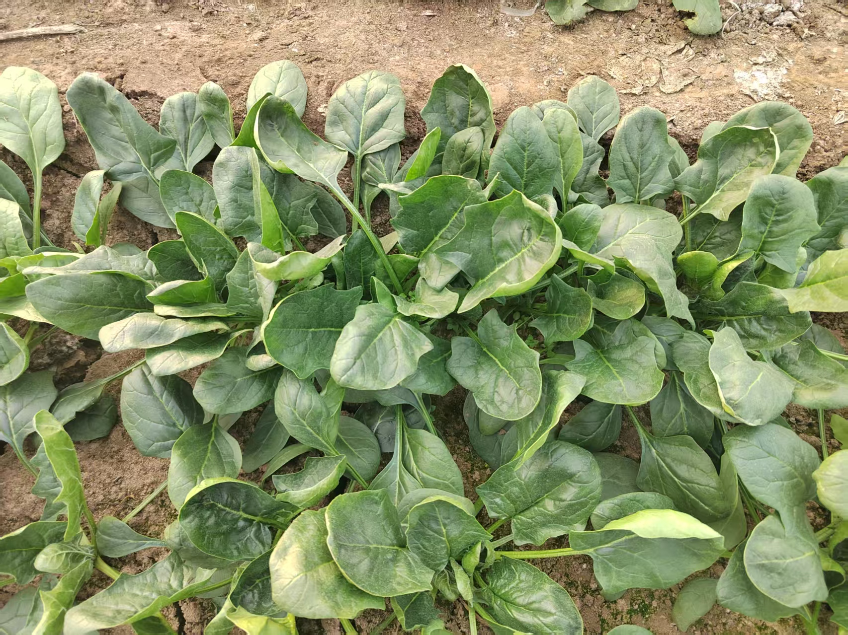 BEYB-H缓解菠菜高温胁迫